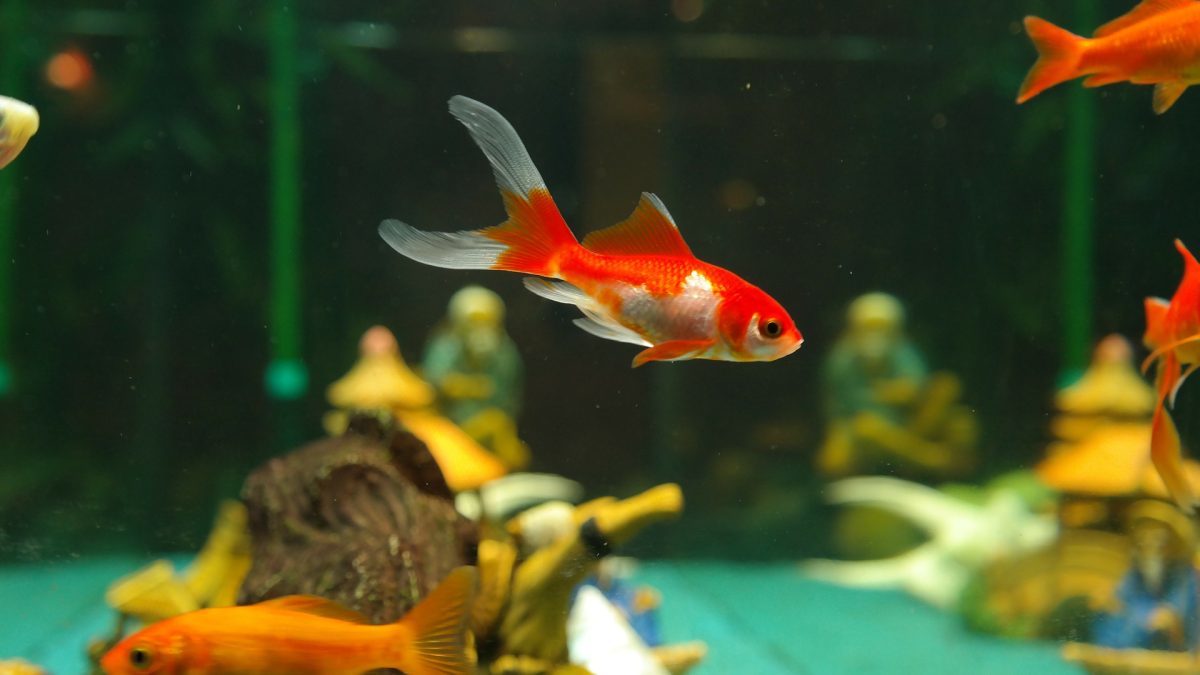 Japon Balığı Bakımı ve Özellikleri: Akvaryumunuzda Elegansın Simgesi